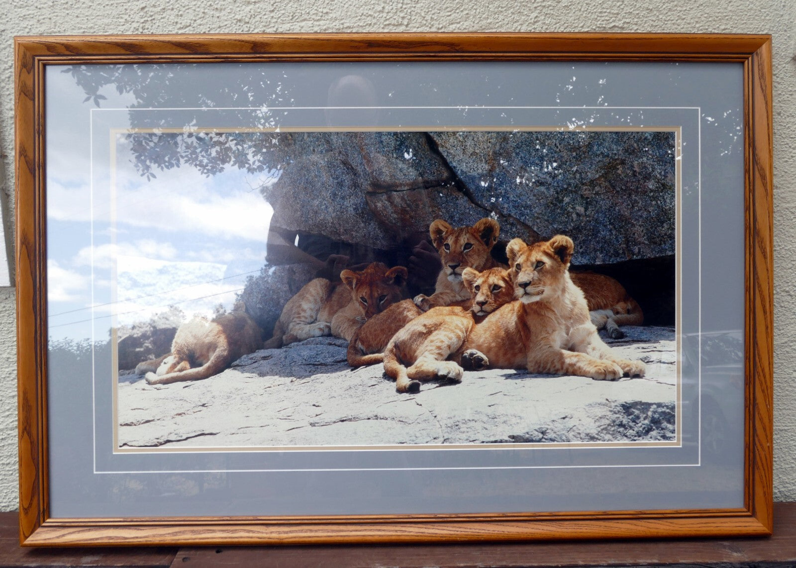 Thomas d. mangelsen le 42/1200 print 30 x 17" "cub scouts" resting   signed