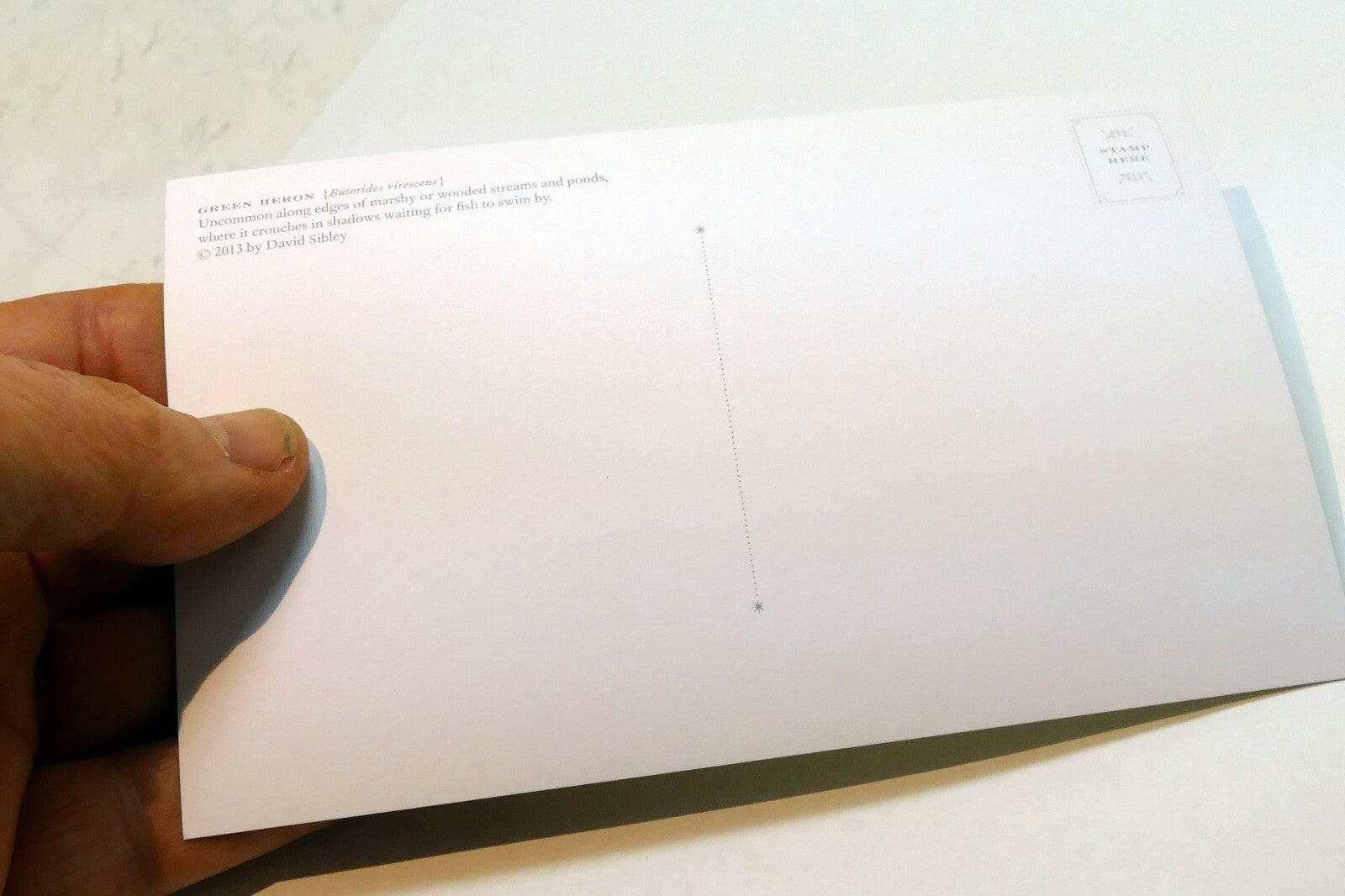 Green Heron Postcard Bird by David Sibley - unposted , new