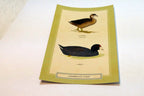 American Coot USA  Postcard Bird by David Sibley - unposted , new