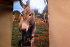 Donkey ne m'oubliez pas... postcard Paris (France) No 7108  - unposted