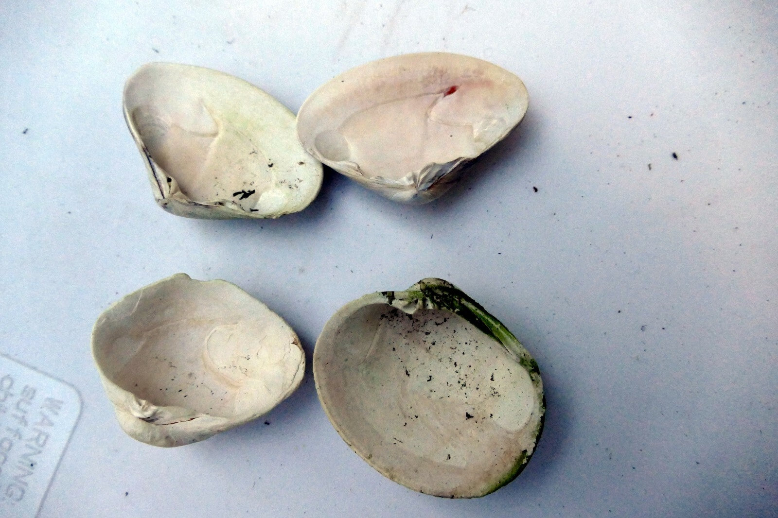 Clam Shell 2X1.5" Seashell small  Ocean sea beach aquarium decor 