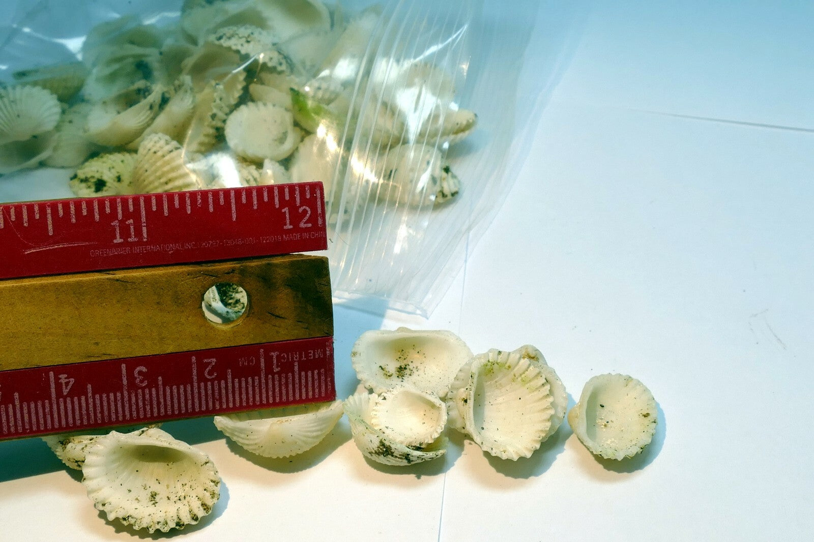 lot of White Ark Shell Seashell bag of 50gr 1.8oz small bag for aquarium decor