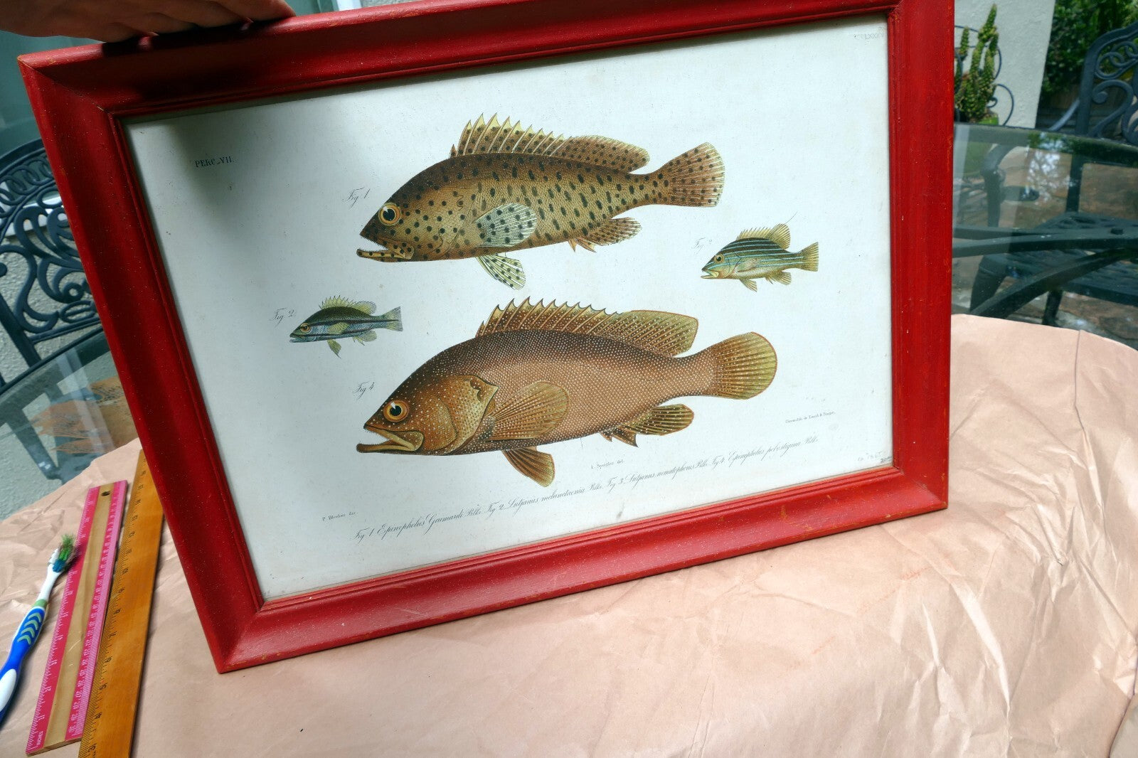 Antique Print Perch fish by Emrik & Binger (1865) chromolithograph print framed