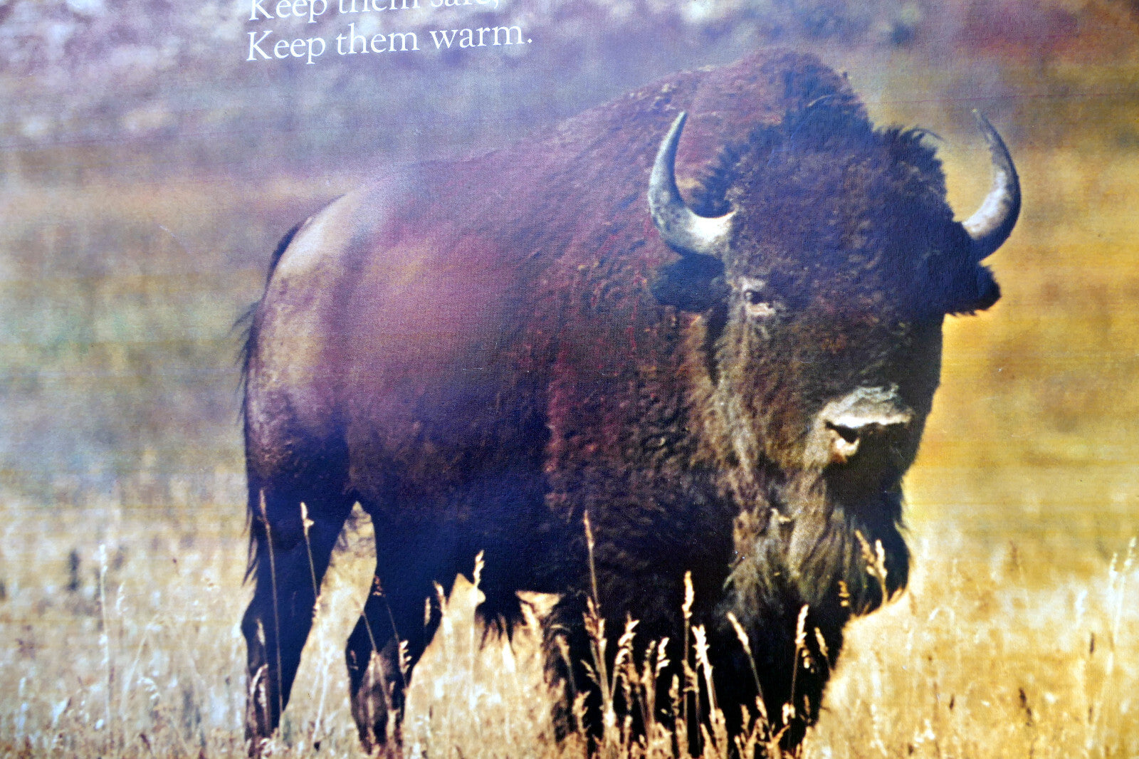 Bless the beast and the children poster with buffalo springbok 1971 wall hanging