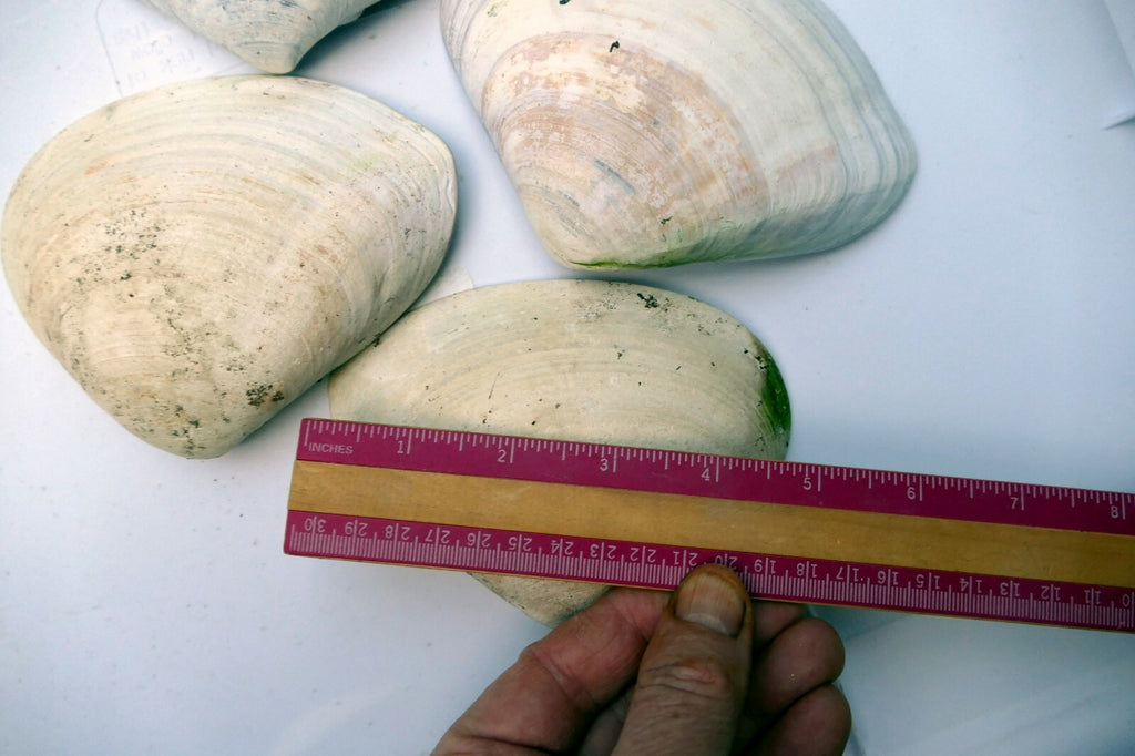 Clam Shell 4"x5" Seashell from Ocean large sea beach aquarium decor 