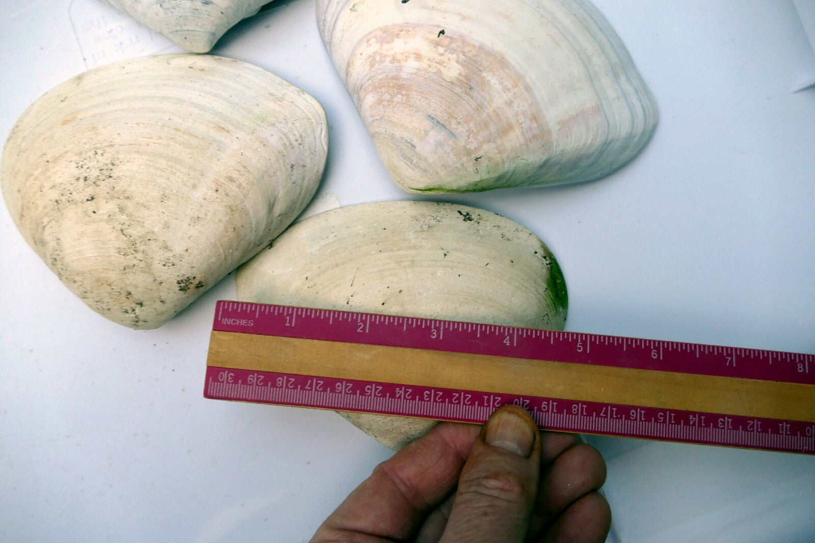 Clam Shell 4"x5" Seashell from Ocean large sea beach aquarium decor 