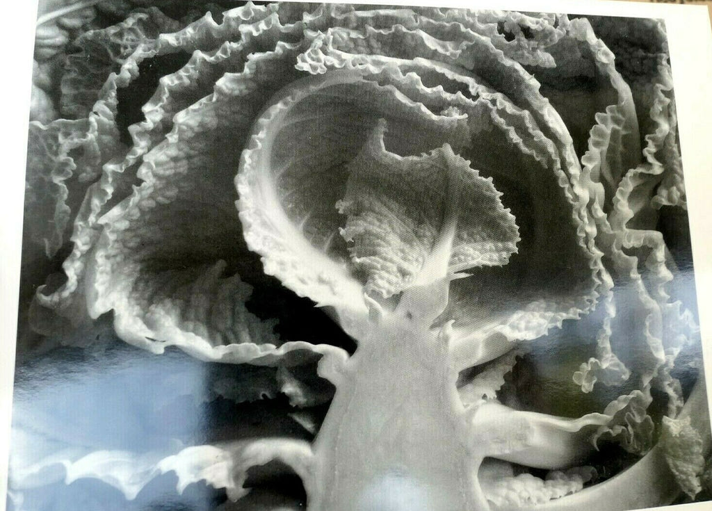 Kale halved 1930 photograph by edward weston greeting card w 009 85 35 v