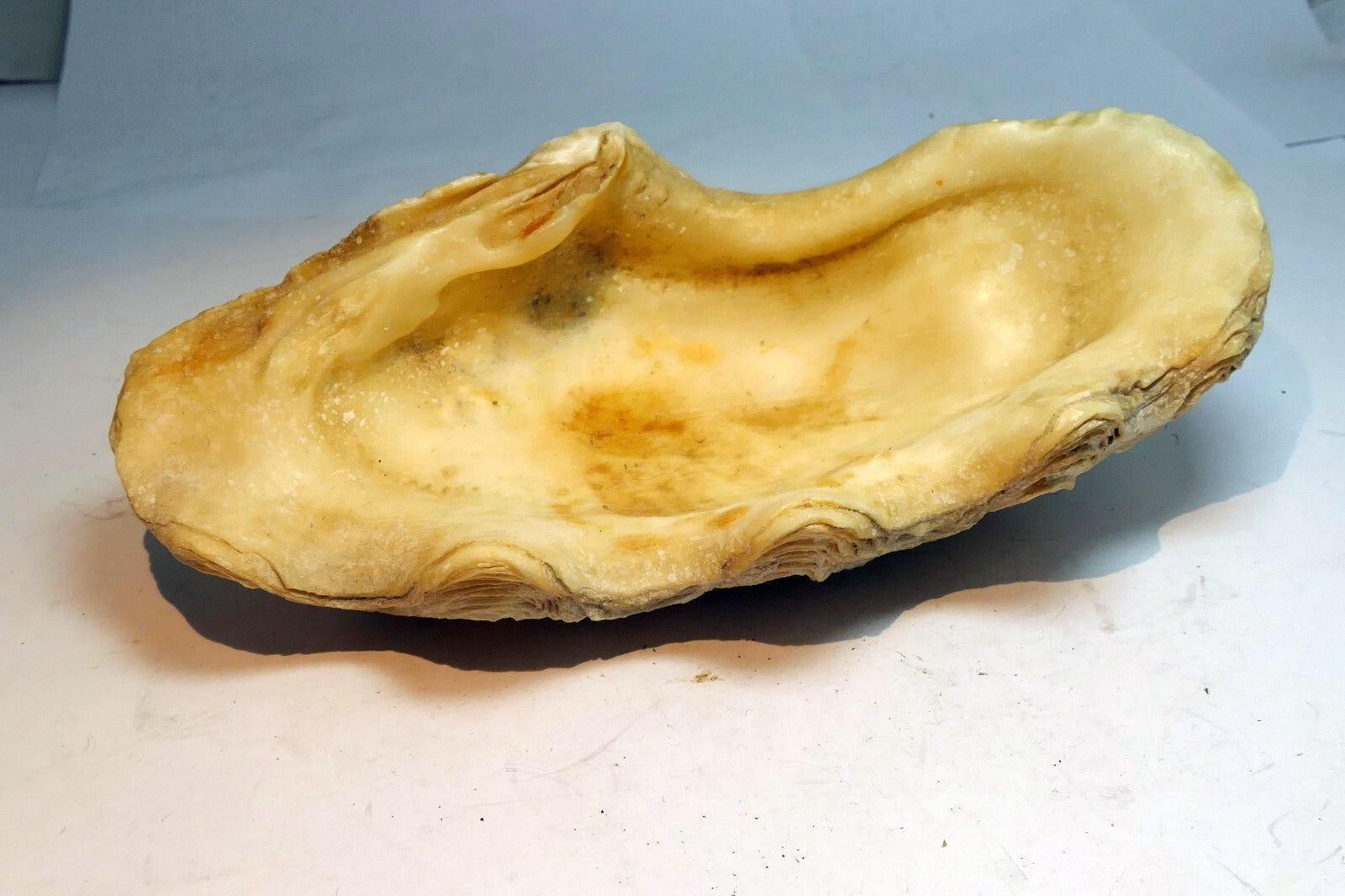 Half Clam Shell Natural Sea Shell Seashell  8”X 5"
