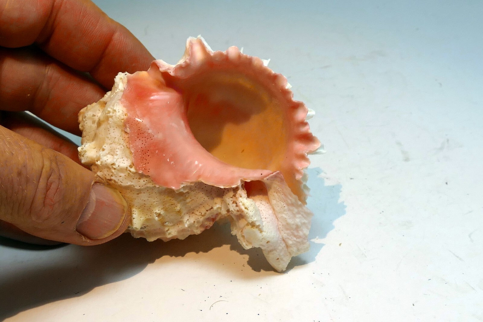 Pink mouth Murex Phyllonotus erythrostomu Hermit Crab Sea Shell 4"