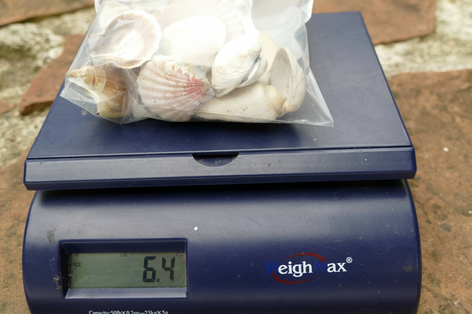 Mixed Bag Shells clam pacific Ocean 6.4oz bag for aquarium Venus clam spiral