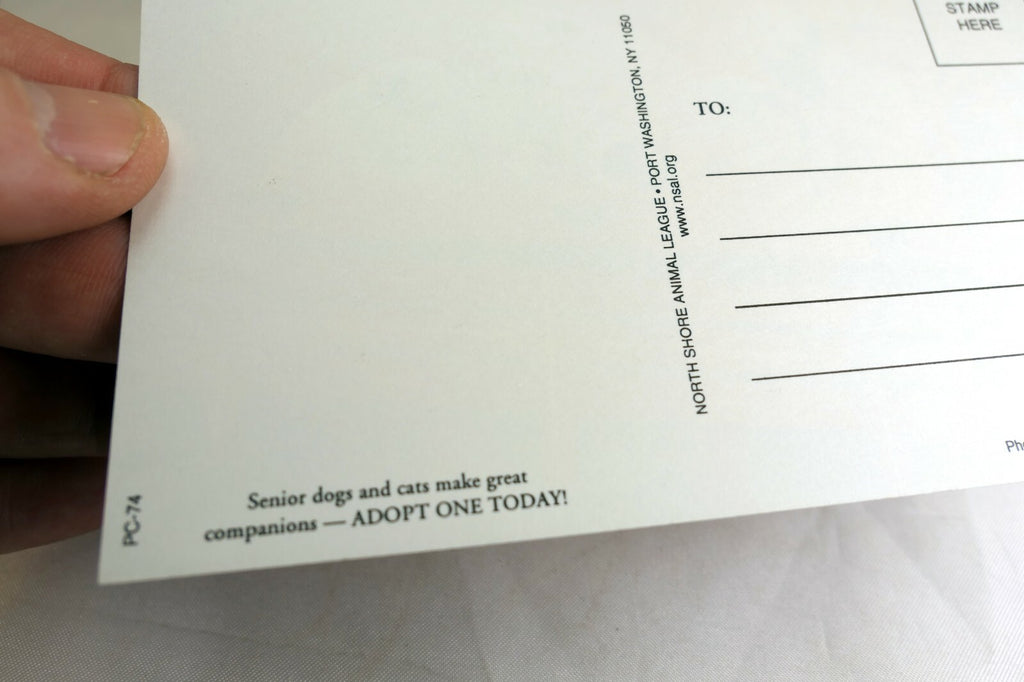 Greeting Postcard Animal Shelter North Shore League Dog Puppies in a Wagon 1980'