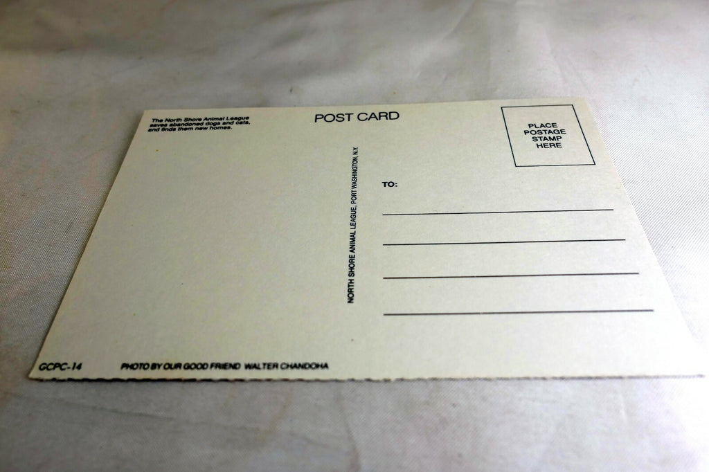 Missing You Postcard Animal Shelter North Shore League Adopt a Pet Kitten 1980's