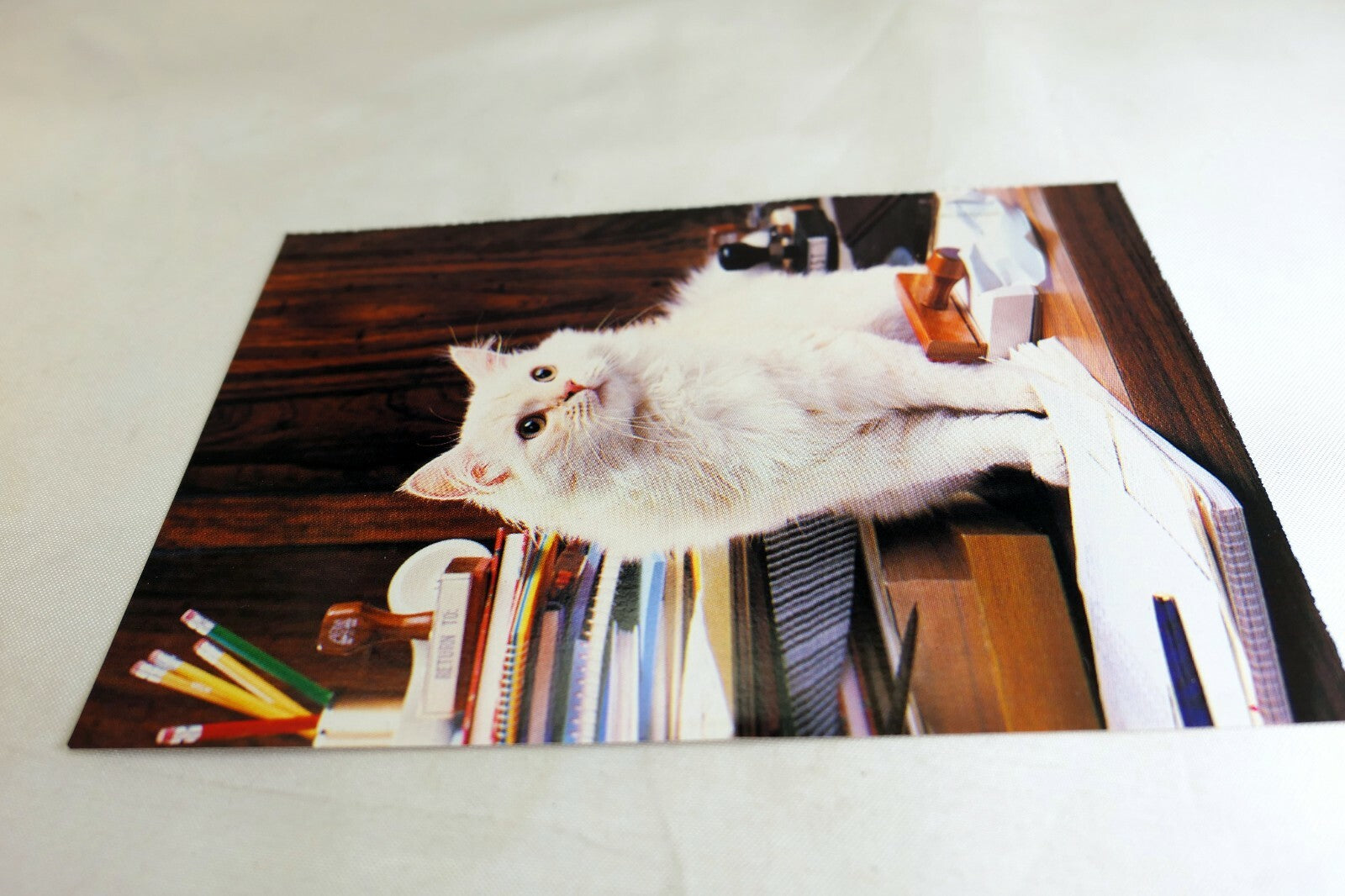Postcard Animal Shelter North Shore League Adopt a Pet Kitten Cat vintage 1980's