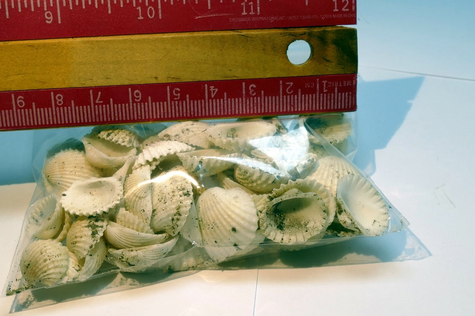 lot of White Ark Shell Seashell bag of 50gr 1.8oz small bag for aquarium decor