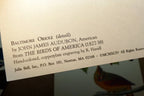 Songbirds John James Audubon Postcard Postcard unposted set of 5 lot