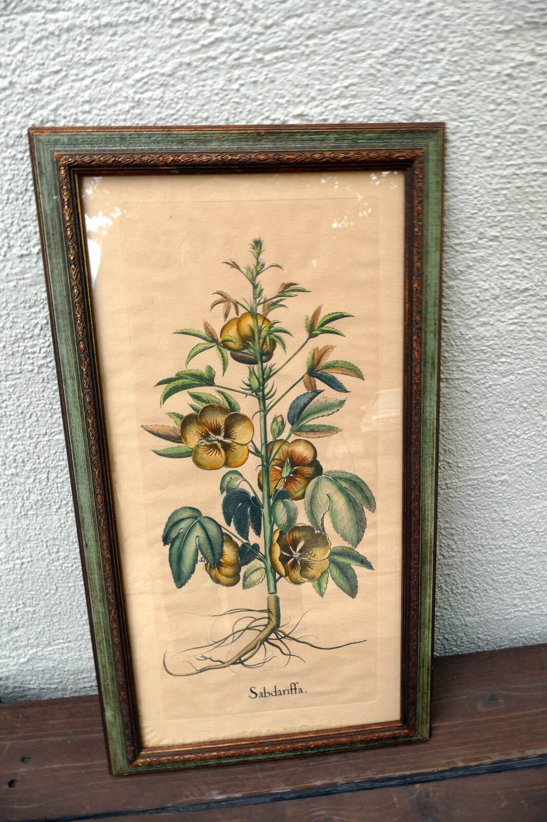 Edizioni Ponte Vecchio Sabdariffa Botanical Floral Print 14X25" Framed