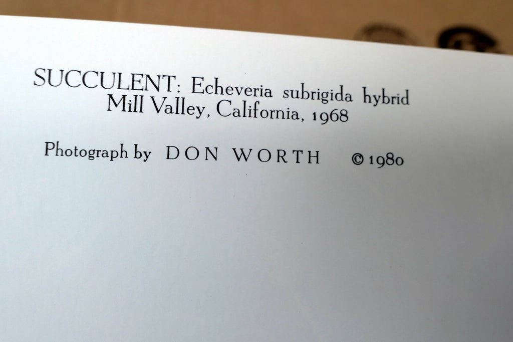 1968 Succulent Flower blossom Photograph by Don Worth POSTCARD DW-1  Floral