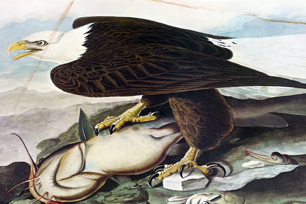1966 audubon print bald eagle plate 14, bird print poster 20x26"