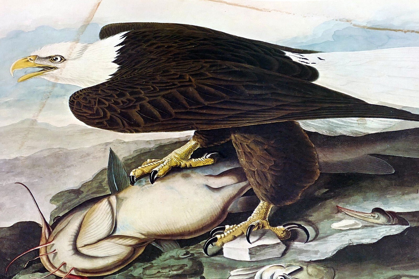 1966 audubon print bald eagle plate 14, bird print poster 20x26"