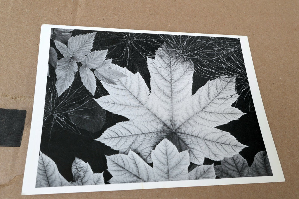 Leaf Glacier Bay National Monument 1948 photo Ansel Adams Greeting Card A-021-75