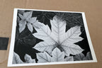 Leaf Glacier Bay National Monument 1948 photo Ansel Adams Greeting Card A-021-75
