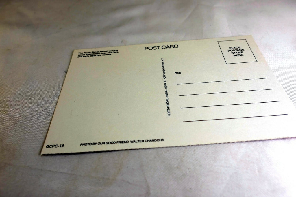 Happy Birthday Postcard Animal Shelter North Shore League Puppy golden retriever