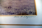 18X22" photo Landscape Nature golden hills with cows Palo Alto California signed