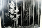 Aspens northern new mexico 1955 photograph by ansel adams a 005 95 greeting card