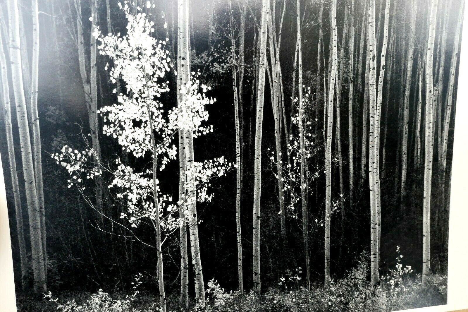 Aspens northern new mexico 1955 photograph by ansel adams a 005 95 greeting card