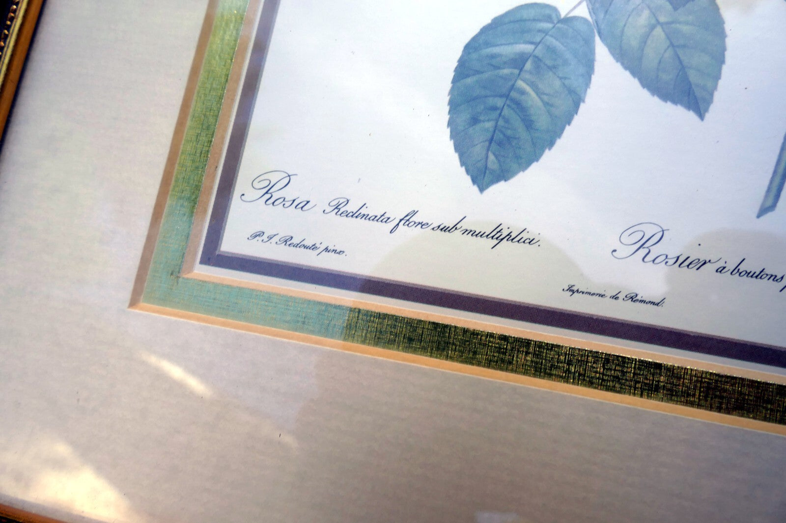 P.J. Redoute Roses "Rosa Reclinata Flore Submultiplici" Print Framed w/ glass