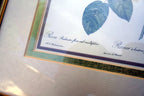P.J. Redoute Roses "Rosa Reclinata Flore Submultiplici" Print Framed w/ glass