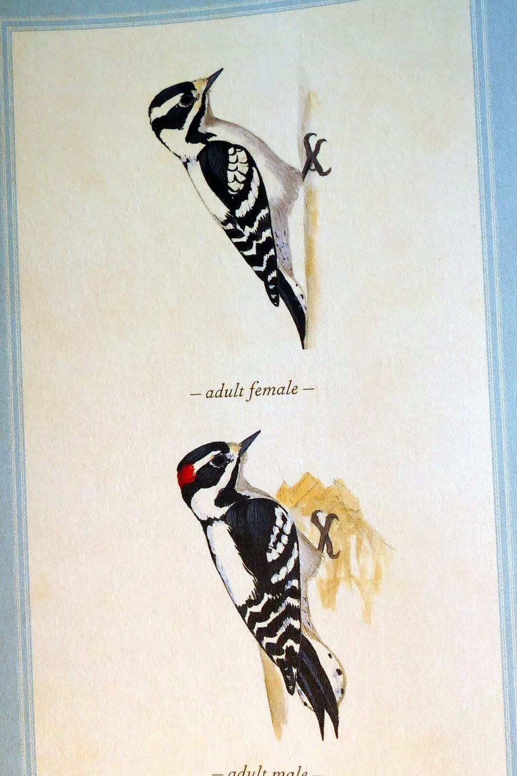 Downy woodpecker postcard bird by david sibley   unposted , new