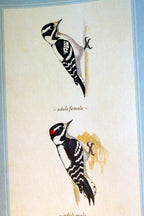 Downy woodpecker postcard bird by david sibley   unposted , new
