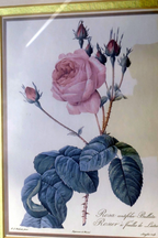 P j redoute flower rosa centifolia bullata botanical art print framed w/ glass