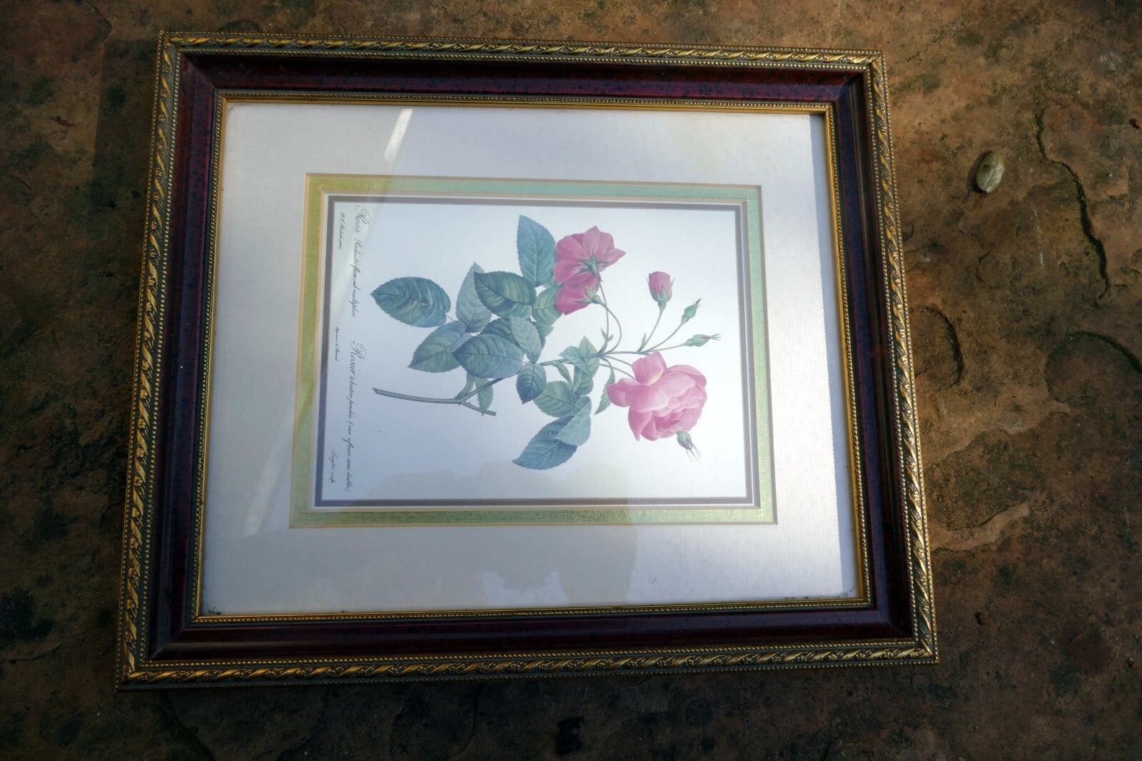 P.J. Redoute Roses "Rosa Reclinata Flore Submultiplici" Print Framed w/ glass