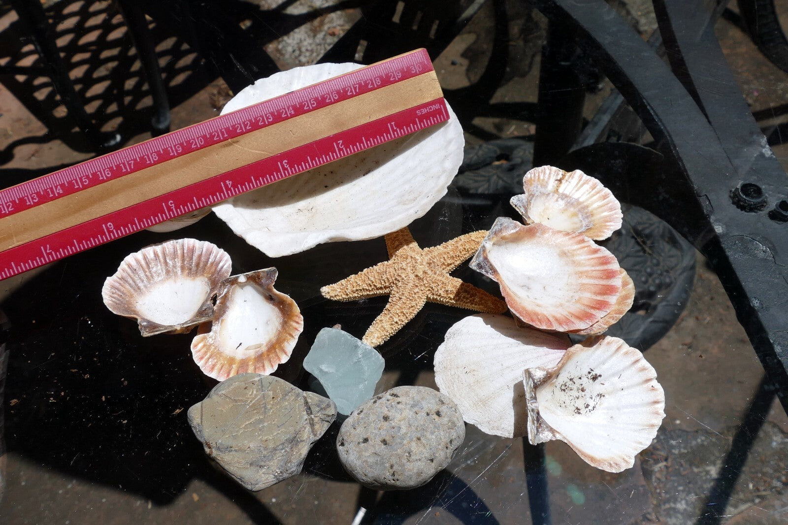 9oz  lot of Ocean Shell Seashell & pebbles California San Francisco Fish Tank