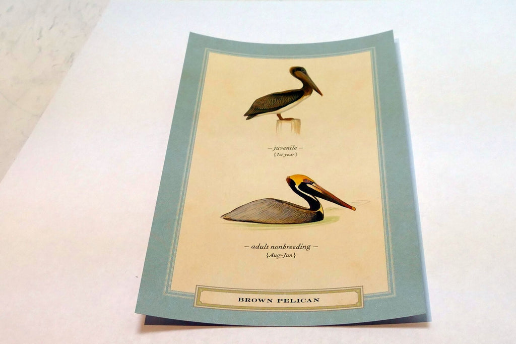 Brown Pelican Postcard Bird by David Sibley - unposted , new