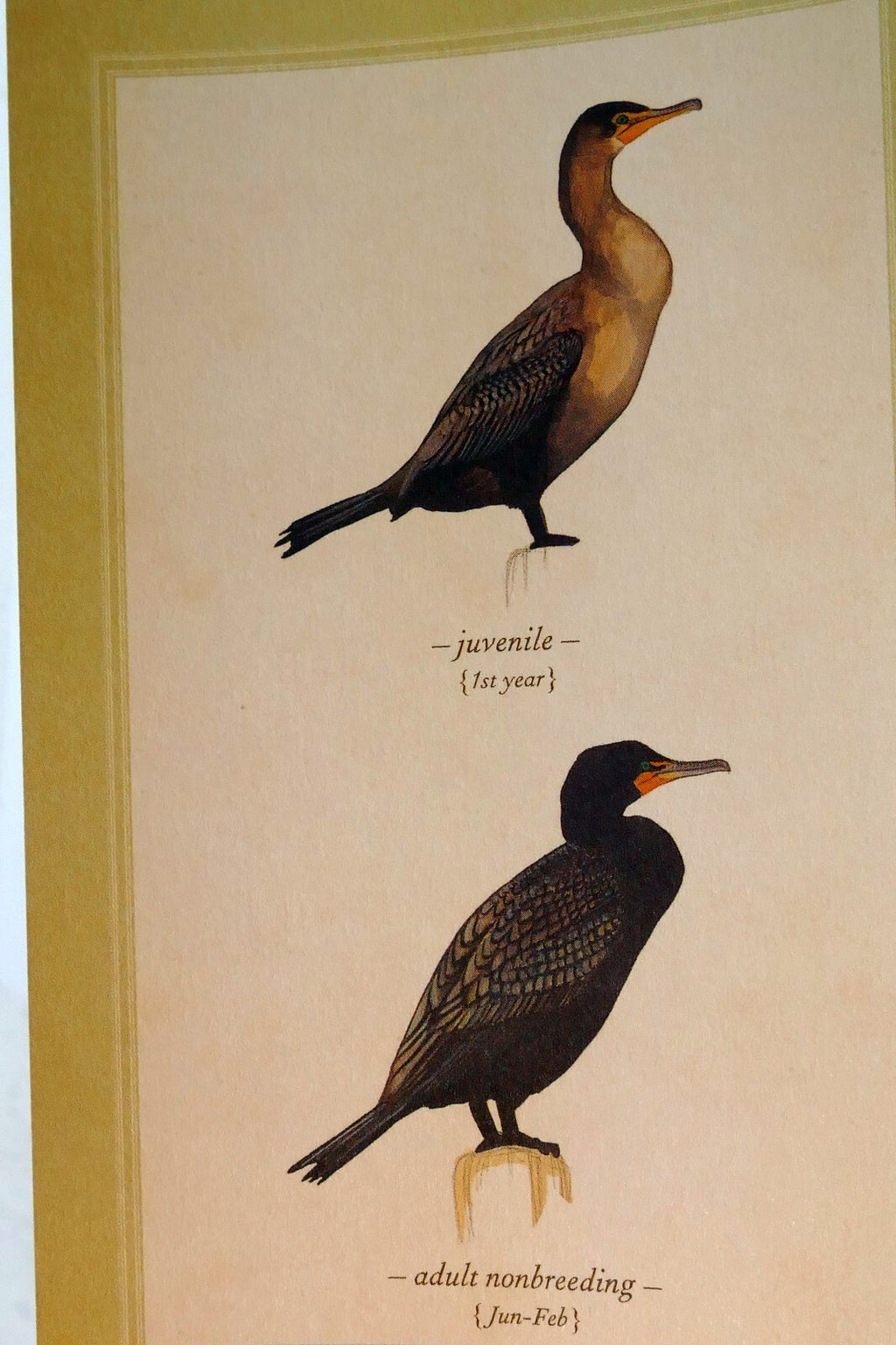 Double crested cormorant postcard bird by david sibley   unposted , new