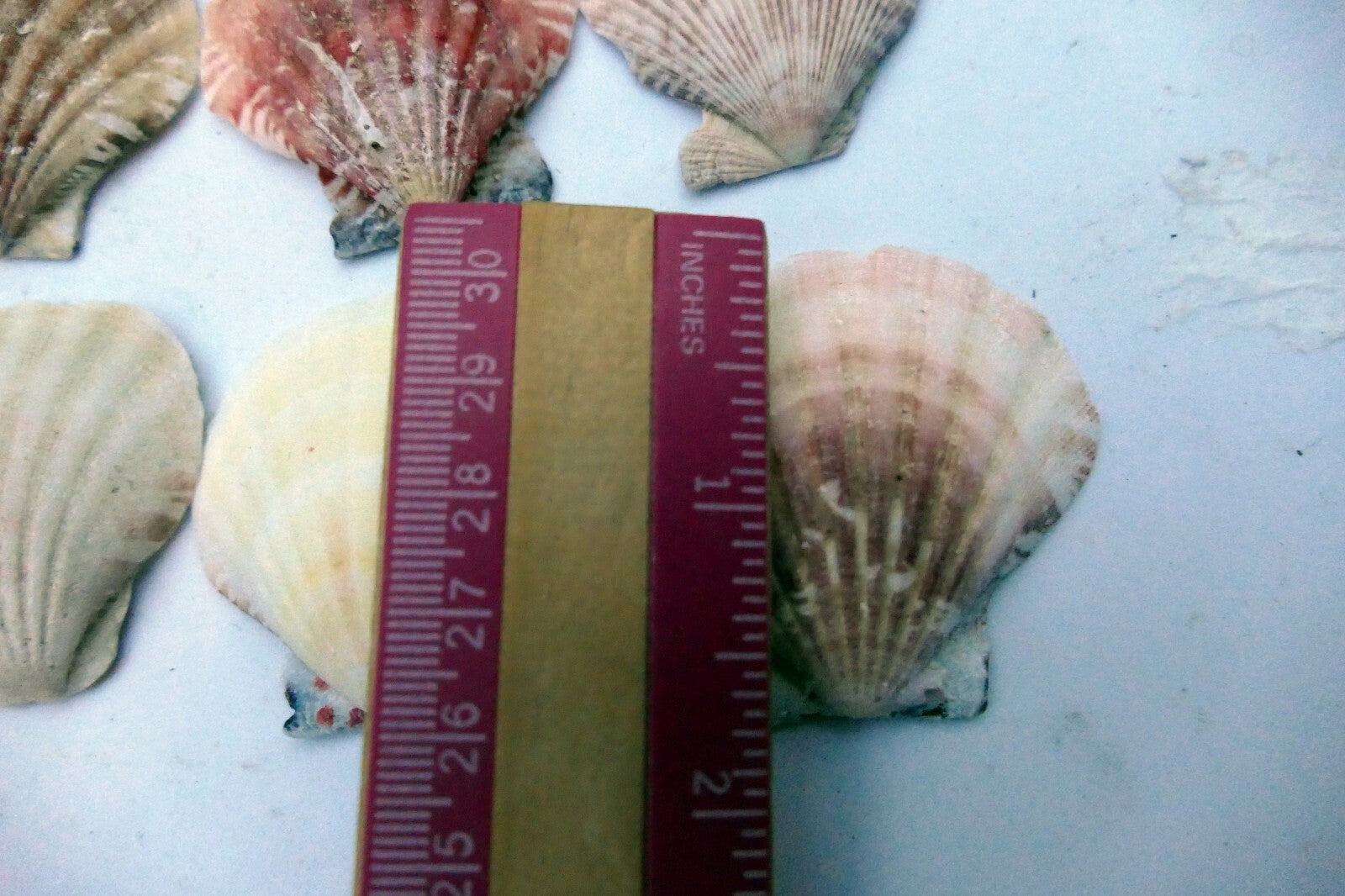 Clam Seashell Cockle Oyster Mussel SEA SHELL beach aquarium decor 1.8X1.5" small