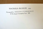 Magnolia Blossom 1925 Photograph by Imogen Cunningham POSTCARD IC-3 Floral