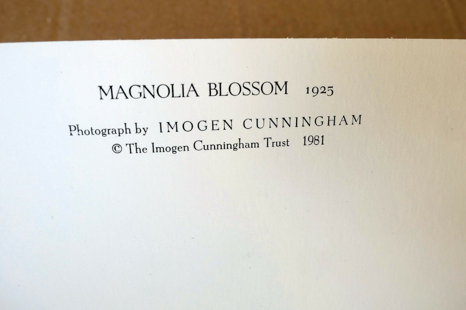 Magnolia Blossom 1925 Photograph by Imogen Cunningham POSTCARD IC-3 Floral