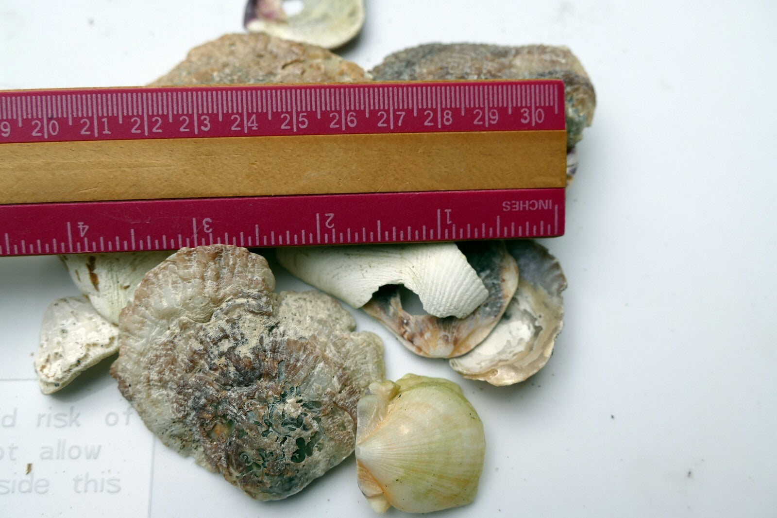 Shells oyster clam pacific Ocean shells 80gr 2.8oz small bag for aquarium decor