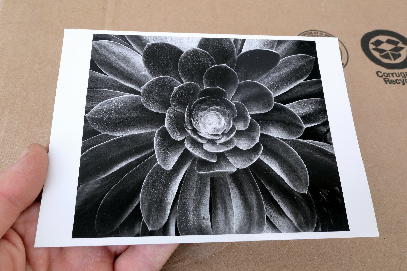 1958 Succulent Flower blossom Photograph by Don Worth POSTCARD D-010  Floral