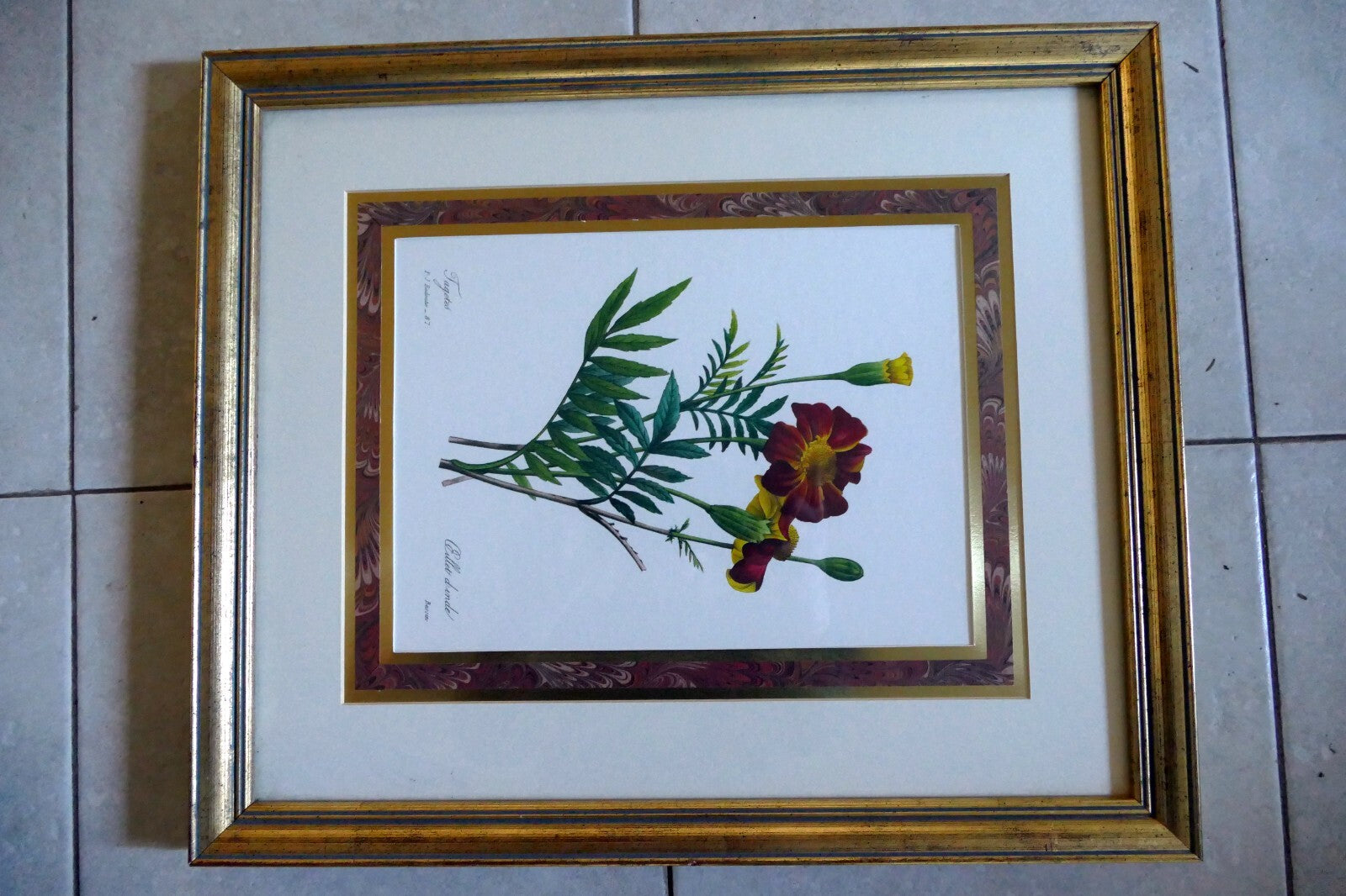 Pierre Joseph Redouté Botanical Double Matted Framed Art oeillet d'inde bessin