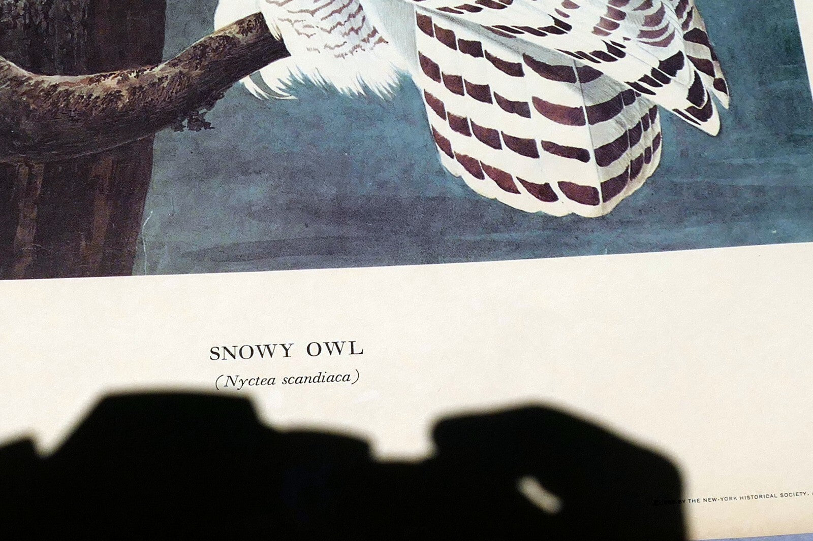 J.J. AUDUBON 1966 "BIRDS OF AMERICA" Snowy OWL 15X20" medium print