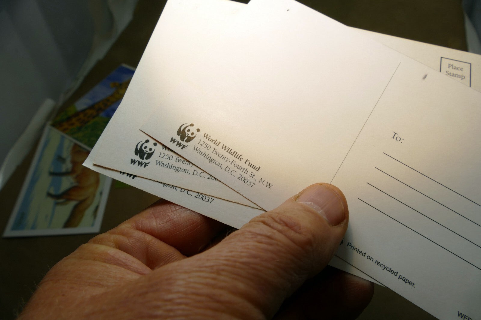 Animal Cats Wolves Fox Postcard Postcard unposted set of 10 lot wildlife USA