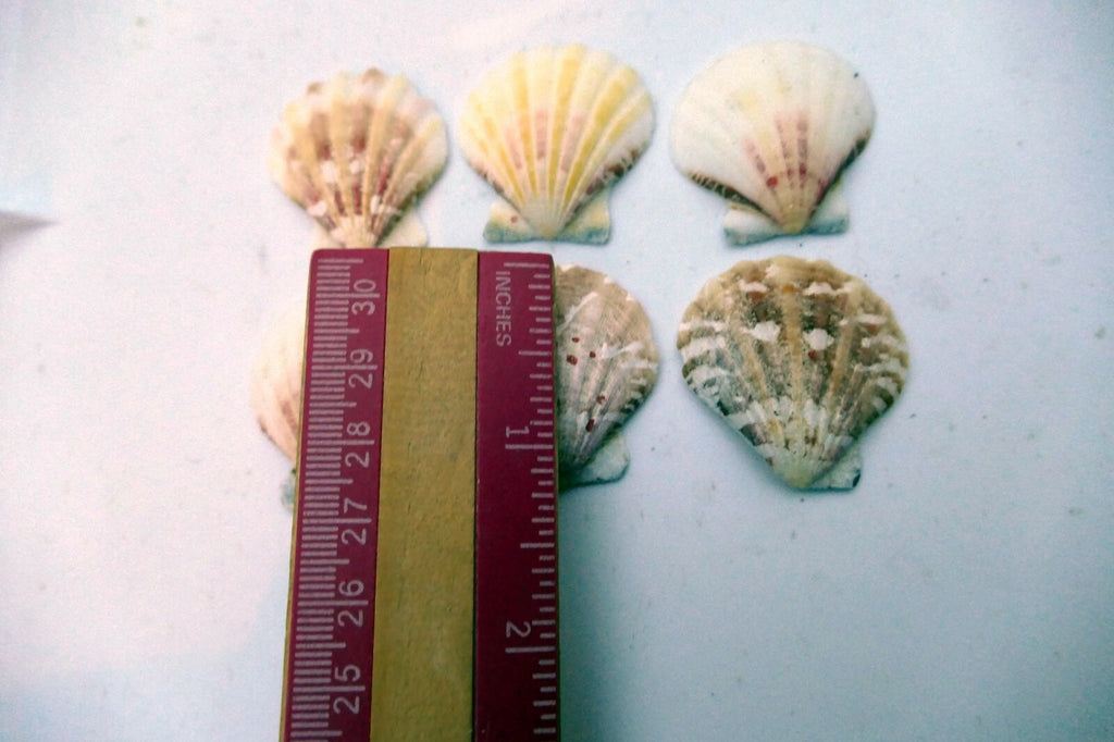 Clam Seashell Cockle Oyster Mussel SEA SHELL beach aquarium decor 1X1" small