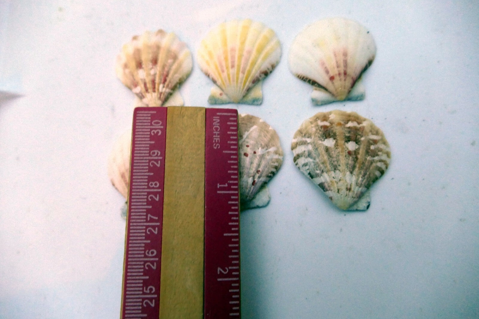 Clam Seashell Cockle Oyster Mussel SEA SHELL beach aquarium decor 1X1" small