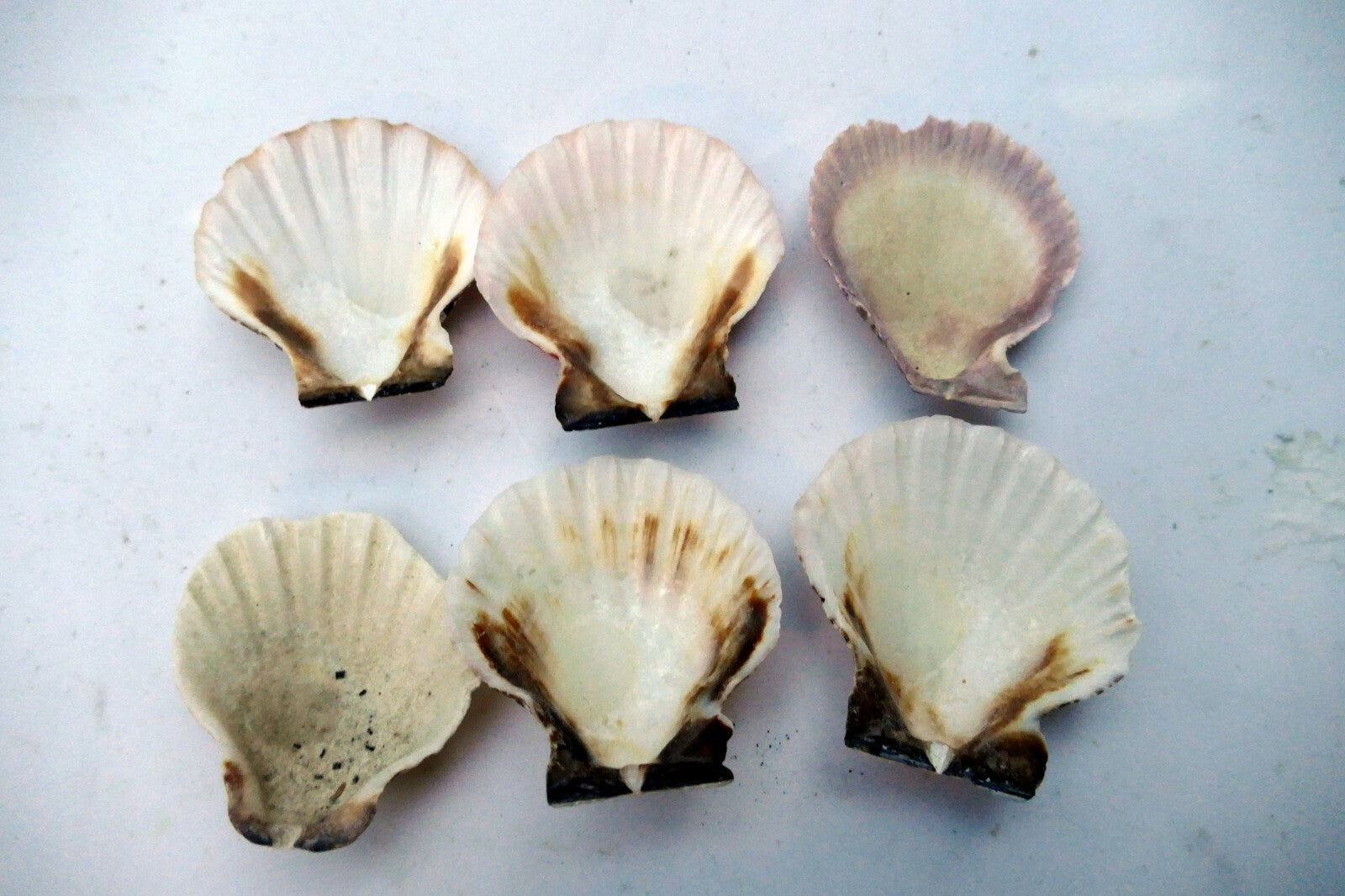 Clam Seashell Cockle Oyster Mussel SEA SHELL beach aquarium decor 1.8X1.5" small