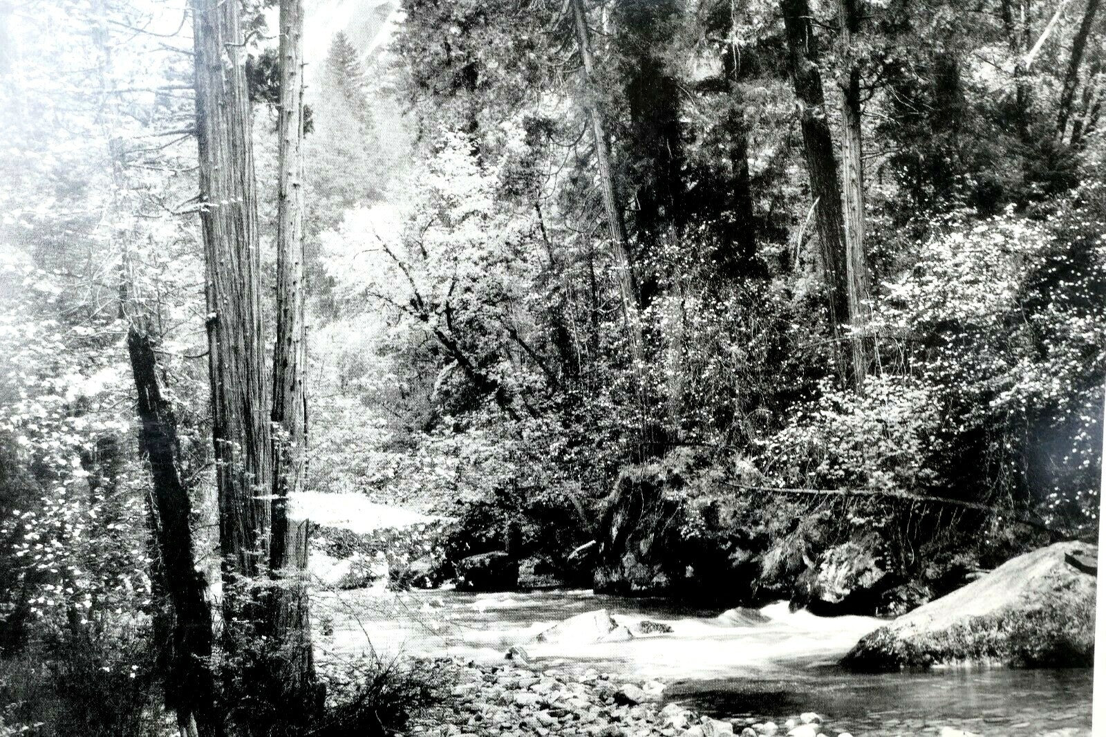 Tenaya creek dogwood rain 1948 photograph by ansel adams greeting card a 034 85